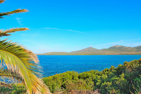 palm tree and bushes by the sea. Shot in Porto Conte, Sardinia.の写真素材