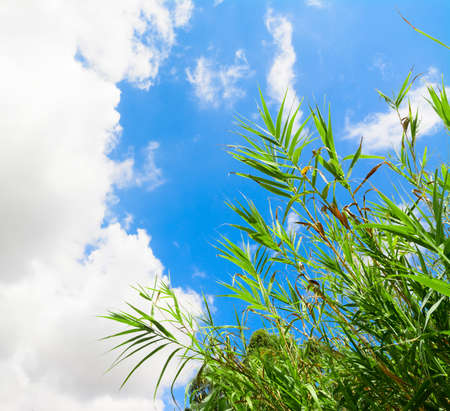 green reeds under soft cloudsの写真素材