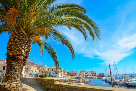Palm tree by Stintino harbor, Italy