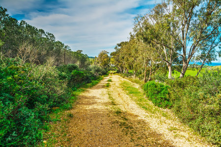 dirt road in Sardinia countryside, Italyの写真素材