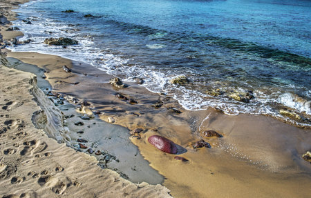 rocks on Castelsardo golden shore, Italyの写真素材