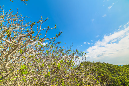 fig sprouts by the sea in Sardinia, Italyの写真素材