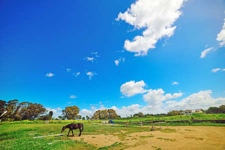 brown horse grazing in a green fieldの写真素材