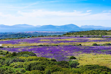 purple field by the sea in Sardinia, Italyの写真素材