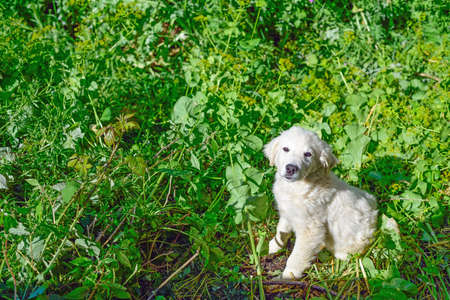white puppy in a green fieldの写真素材