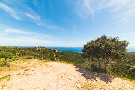 tree under a blue sky in Sardinia, Italyの写真素材