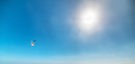 seagull flying under a bright sun in Sardinia