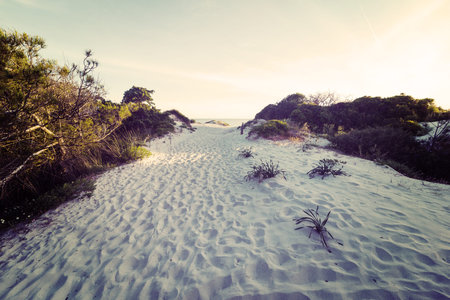 white sand at sunset in sepia toneの写真素材