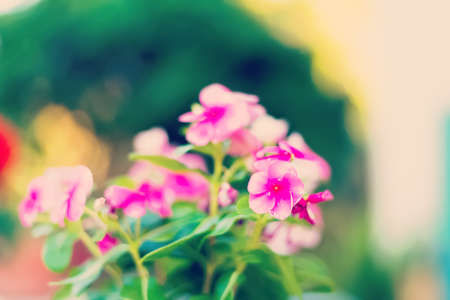 close up of a pink flower on white and green backgroundの写真素材