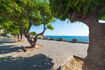 trees in Alghero seafront, Italy