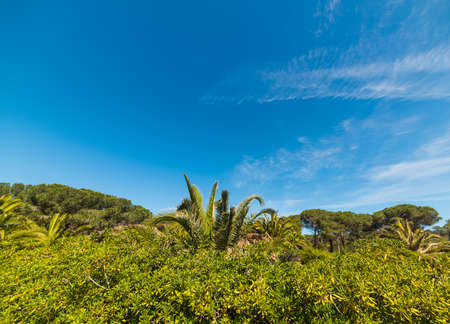 green plants under a blue sky in Sardiniaの写真素材