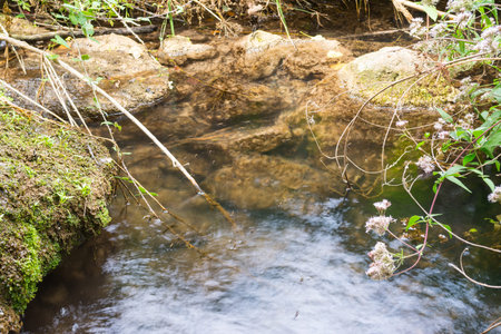 rocks and plants in a small creek, Sardinia