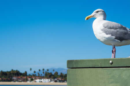 seagull standing on a metal box in Santa Barbara shore, Californiaの写真素材