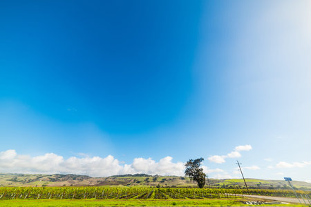 Vineyard under a blue sky in California, USAの写真素材