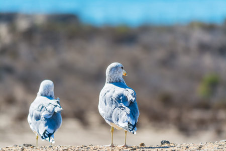 copule of seagulls standing on a wallの写真素材