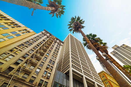 palm trees in Los Angeles, Californiaの写真素材