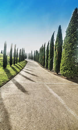 Cypress row in Tuscany, Italyの写真素材