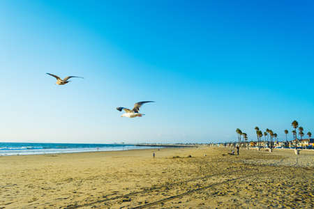 seagull flying in Newport  Beach, Californiaの写真素材