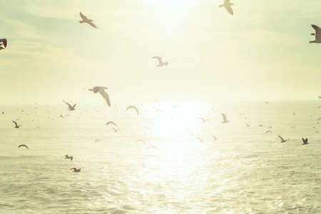 Flock of seagulls flying over the sea at sunsetの写真素材