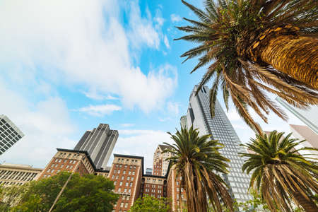Skyscrapers and palm trees in downtown Los Angeles, Californiaの写真素材