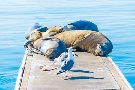 sea lions and seagulls on a wooden pier in Oceanside, Californiaの写真素材