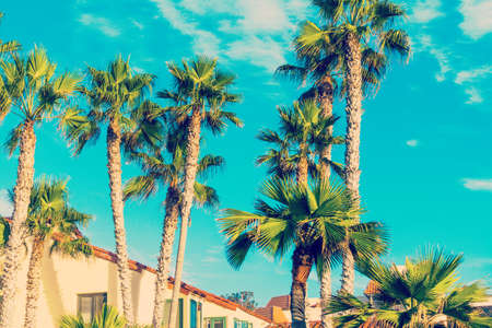Palm trees in La Jolla, Californiaの写真素材