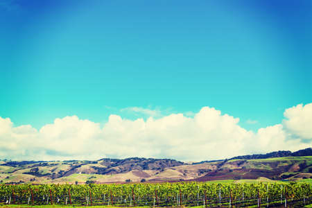 Vineyard in California, USAの写真素材
