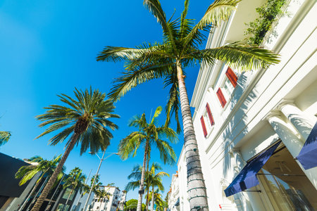 Palms in Rodeo Drive, California