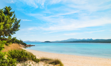 Plants in La Celvia beach, Sardiniaの写真素材