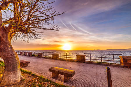 Tree in Alghero seafront, Sardiniaの写真素材