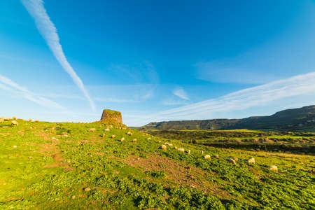 Sheep by Nuraghe Paddaggiu Leni between Castelsardo and Valledoria, Sardiniaの写真素材