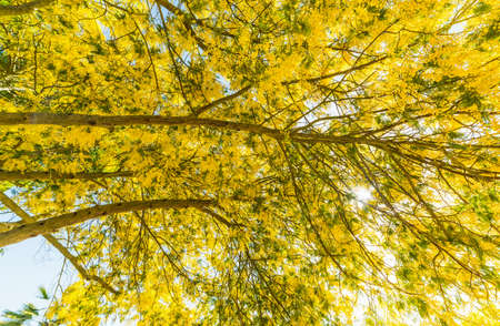 Mimosa flowers under a shining sunの写真素材