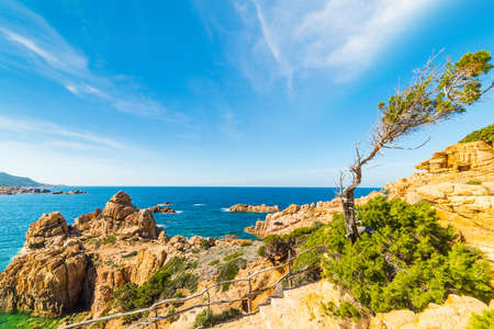 Pine tree in Costa Paradiso, Sardiniaの写真素材