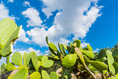 Prickly pears under a cloudy sky in Sardinia, Italyの写真素材