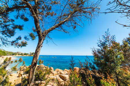 Pine tree in Santa Maria Navarrese shoreline, Sardiniaの写真素材
