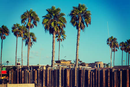 Palm trees in Newport Beach, Californiaのeditorial素材