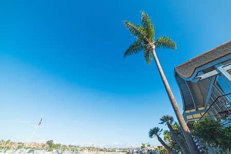 Palm tree in Balboa island, Californiaのeditorial素材