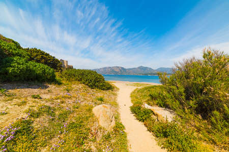 Plants in Fortezza Vecchia beach, Sardiniaの写真素材