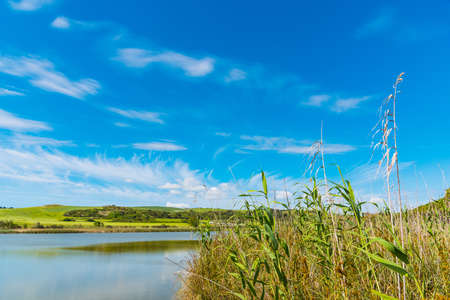 Reeds in Platamona pond in spring, Sardiniaの写真素材