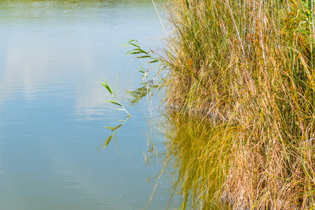 Reeds on the water in Platamona pond, Sardiniaの写真素材