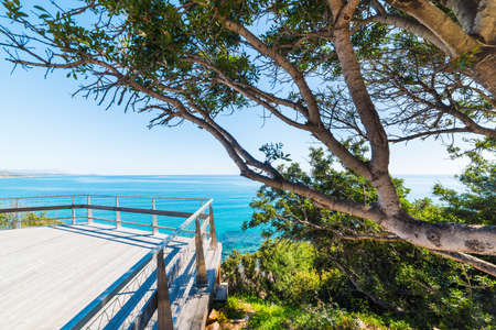 Pine tree by the sea in springtime. Sardinia, Italyの写真素材