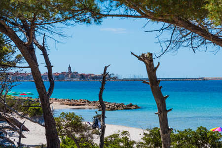 Pine trees in Alghero shore. Sardinia, Italyの写真素材