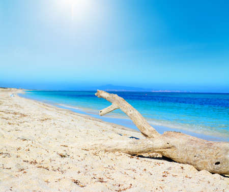 Driftwood by the sea in Sardinia, Italyの写真素材