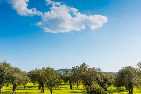 Clouds over olive trees in Sardinia, Italyの写真素材