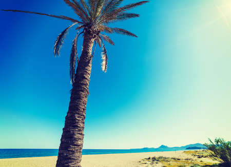 Palm tree under a shining sun in Porto Tramatzu beach. Sardinia, Italyの写真素材