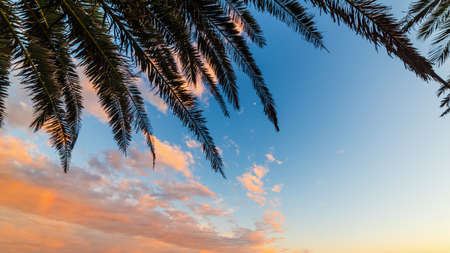 Palm branch silhouette under a cloudy sky at sunsetの写真素材