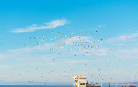 Flock of seagulls flying over a lifeguard hut in La Jolla beach, Californiaの写真素材