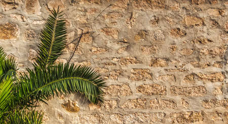 small palm tree and rustic wall in Sardinia, Italyの写真素材