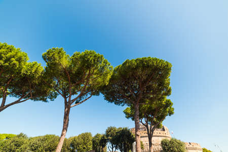 Pine trees with Castel Sant Angelo on the background. Rome, Italyの写真素材