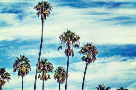Palm trees under clouds in California, USAの写真素材